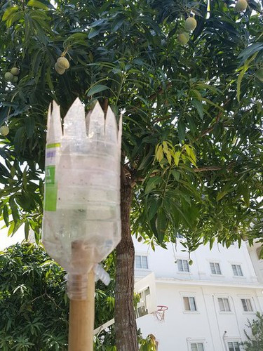 Để quả xoài còn nguyên vẹn nhiều người còn chế thêm phần chụp bên trên cây sào.