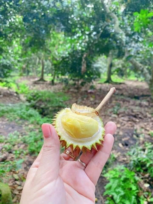 Mới đây trên mạng, hình ảnh cô gái khoe nhặt được quả sầu riêng mini thu hút sự chú ý của nhiều người. Đặc biệt, sau khi bổ ra, điều thú vị nằm ở sâu bên trong.