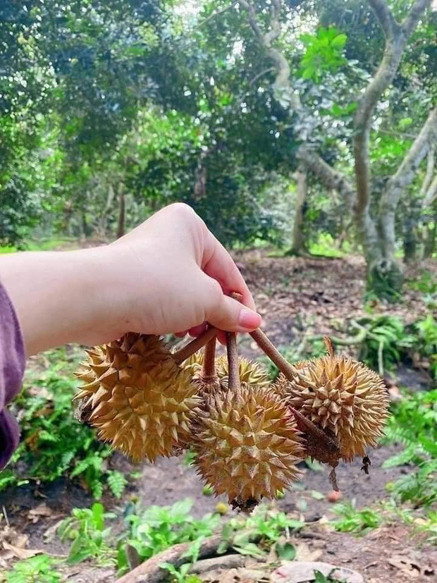 Trong hình dung của số đông, sầu riêng là loại quả có kích thước lớn, khá chật vật trong khoản bổ. Chưa kể, khi mua loại trái cây này cũng hên xui bởi bề ngoài trông ngon đẹp nhưng bên trong đôi khi chẳng có gì, hoặc múi lép.