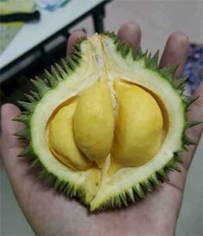 Được biết loại sầu riêng này chỉ thu hút vì hình dáng, chứ giá trị kinh tế chưa được đánh giá cao