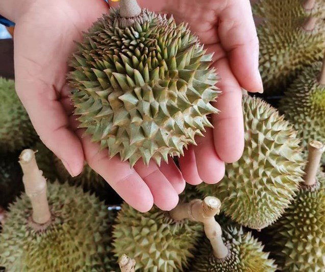 Trên mạng xã hội, không ít lần trái sầu riêng mini này từng xuất hiện khắp diễn đàn mạng.