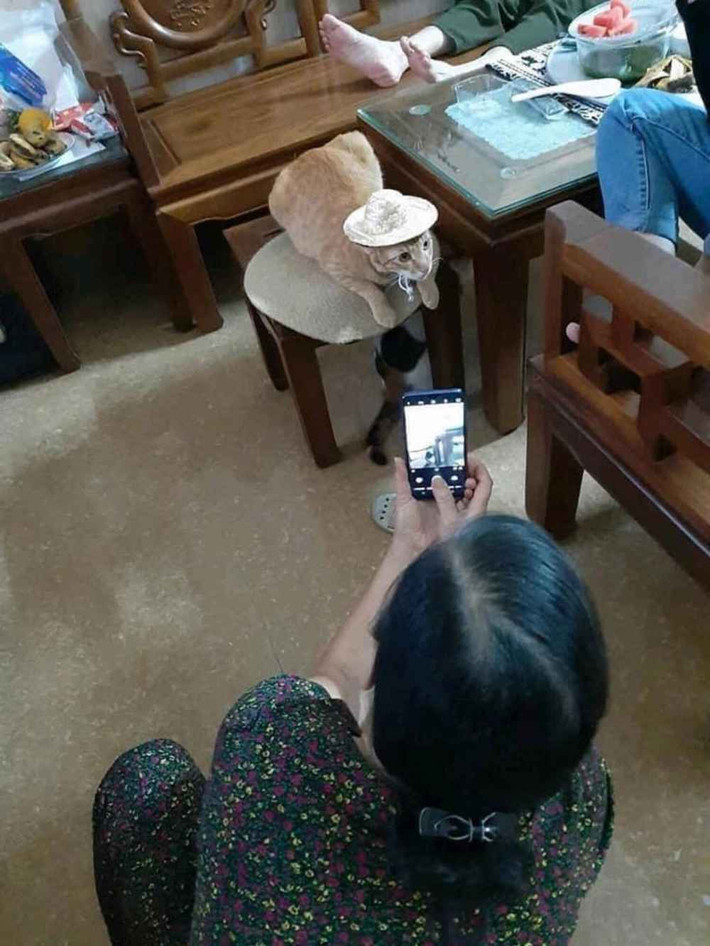 Cưng lắm mới tìm mua được cái nón vừa với boss mèo.
