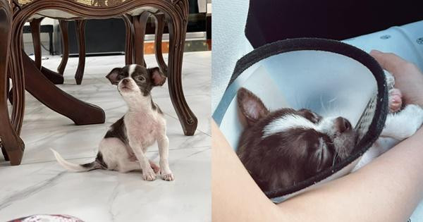 Chia sẻ hình ảnh đôi sandal nham nhở, Đỗ Thị Trâm Anh dùng ngôn từ nặng nề mắng chó cưng.