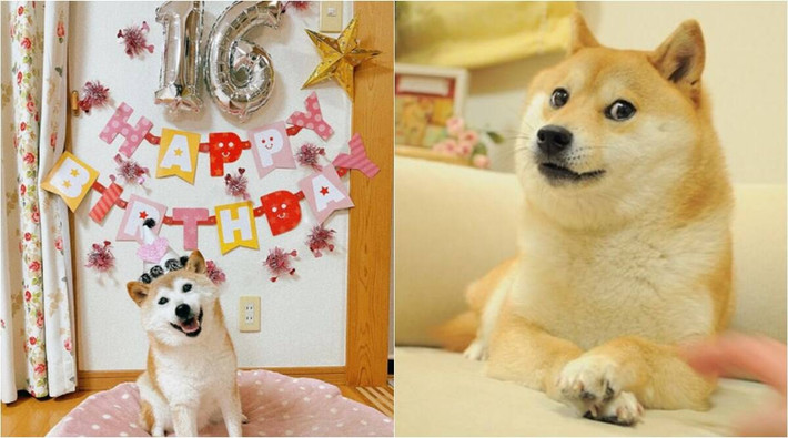 Những meme được tạo nên từ ảnh của Kabosu được yêu thích nhiều đến mức nó từng trở thành “top meme”.