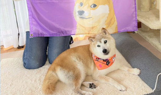 Sau đó, hình của Kabosu còn được dùng cho đồng tiền điện tử Dogecoin - đồng tiền mà tỷ phú Elon Musk có một thời tỏ ra hết lòng ủng hộ.