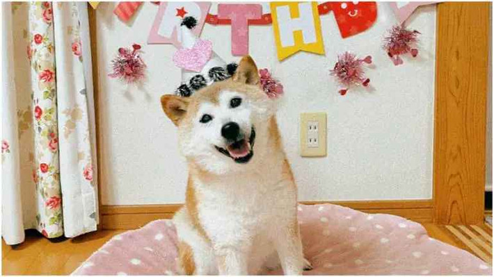 “Nhân vật chính” trong những meme này là chú chó Kabosu ở Nhật, giống chó Shiba.