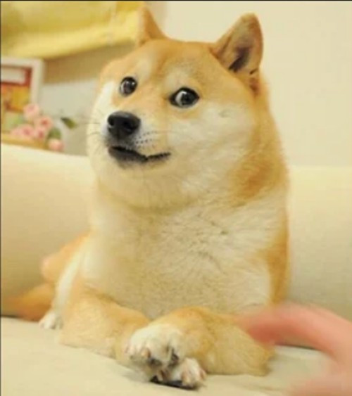 Bất kỳ ai có dùng mạng xã hội hẳn hẳn đều từng nhìn thấy meme hình chú chó Shiba mặt rất hài, đôi khi được chỉnh sửa để trông như vênh váo hoặc chế giễu, hoặc ngây ngô ngốc nghếch, nhưng về cơ bản là luôn rất đáng yêu.