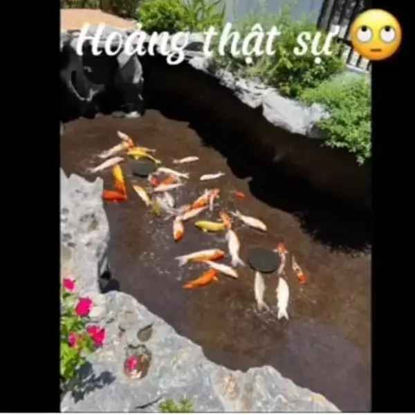 Đi làm về, người chồng ra hồ thăm cá và "đứng hình" mất vài giây khi nhìn cảnh tượng trước mắt.