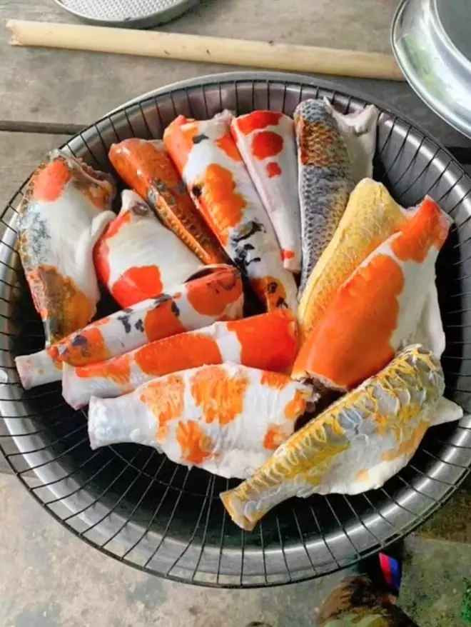 Trong quá trình cứu đàn cá Koi, người chồng còn tranh thủ lấy điện thoại ra chụp lại cảnh đàn cá mắc cạn để về làm bằng chứng.