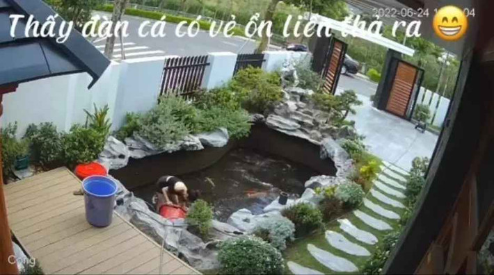 Ngay lập tức, anh chồng vội vàng đi kéo vòi bơm nước vào hồ, “cấp cứu” những chú cá.