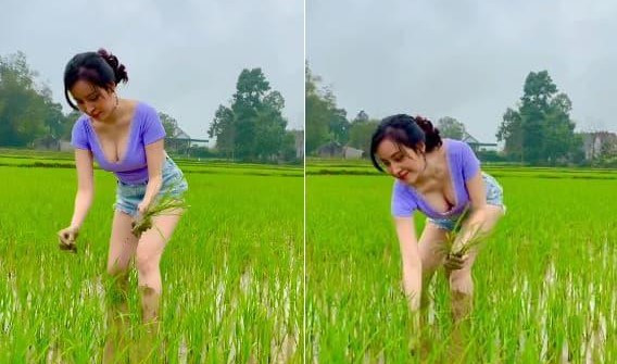 Còn nhớ clip đi dặm lúa của bà Tưng đăng tải năm ngoái nhận được lượt xem “khủng” của dân mạng. Trong đó, cô nàng mặc áo cổ khá rộng, quần short, không mặc áo bao hay đeo ủng như nhiều bà con nông dân khác.