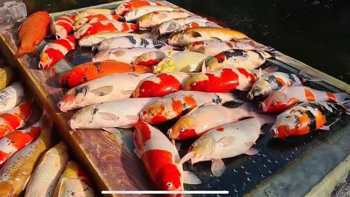 Dù khá khó nuôi nhưng vì vẻ đẹp của cá Koi vẫn được nhiều người săn lùng.