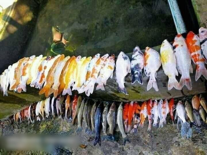 Trước đó, những hình ảnh về đàn cá Koi lăn đùng ra chết từng gây bão trên mạng xã hội.