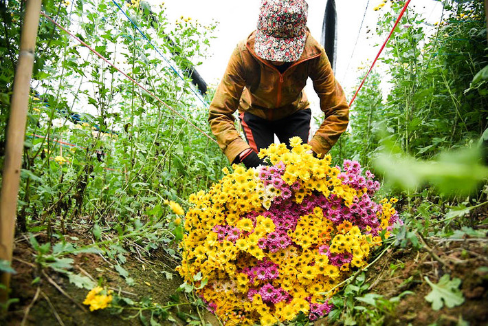 Ngoài cung cấp hoa cho thị trường Hà Nội, hoa tại đây còn được các thương lái đưa đi nhiều tỉnh thành ở miền Bắc bằng xe tải.