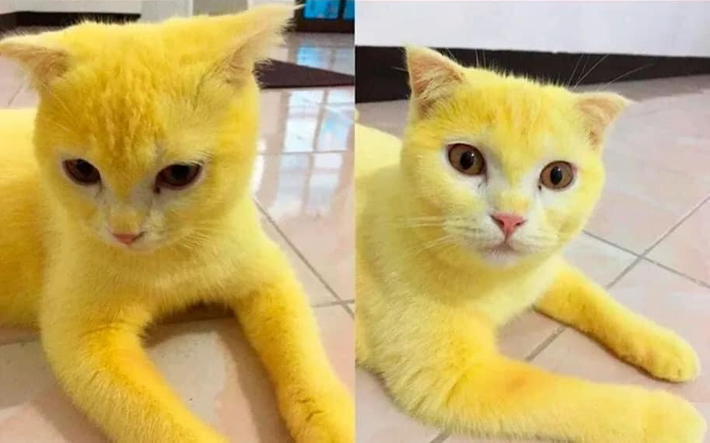 Thực tế, nghệ có một hoạt chất gọi là curcumin, có đặc tính chống oxy hóa, chống viêm. Chất này cũng sẽ khiến tay bạn có màu vàng sau khi bạn cầm nghệ.
