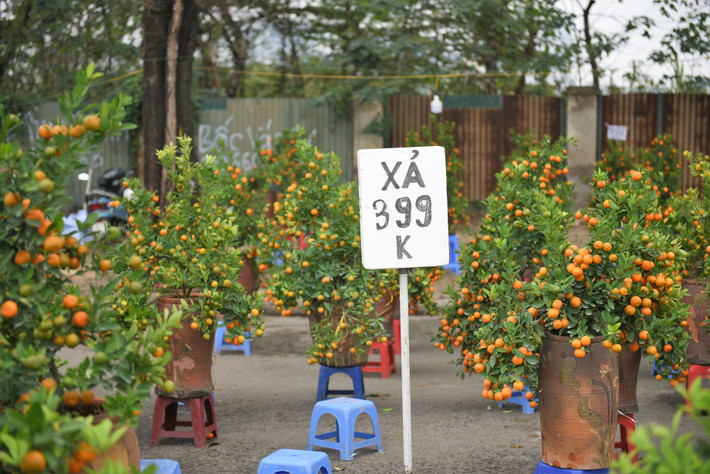 Ngày 30/1 (tức 28 Tết), chợ hoa Tết đối diện SVĐ QG Mỹ Đình, các tiểu thương đồng loạt treo biến xả hàng giảm giá quất, đào.
