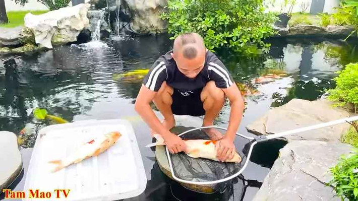 Sau hơn 3 năm, anh em Tam Mao TV đã xây được 2 biệt thự to nhất làng và bên cạnh đó là hồ cá koi tiền tỷ khiến ai nhìn vào cũng choáng váng.