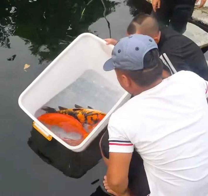 Trong video, quang cảnh hồ cá Koi của Mao đệ được ghi hình với độ bề thế từ không gian tới số lượng những con cá trị giá 30-40 triệu đồng/con.