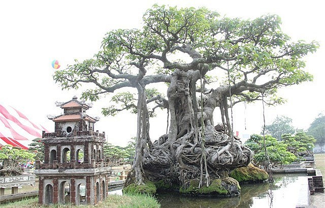 Cây sanh cổ có tuổi đời hơn 100 năm, được xếp vào dạng “hiếm có, khó tìm” nhờ hình dáng độc đáo và bông tán đẹp mắt. Ảnh: Thuonghieusanpham