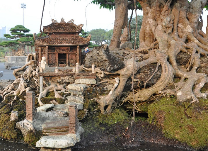 Năm 1998, ông Khoa mất nhiều thời gian và công sức để thuyết phục chủ nhân bán lại cây sanh cổ cho mình với giá khoảng 10 cây vàng. Ảnh: Người đua tin
