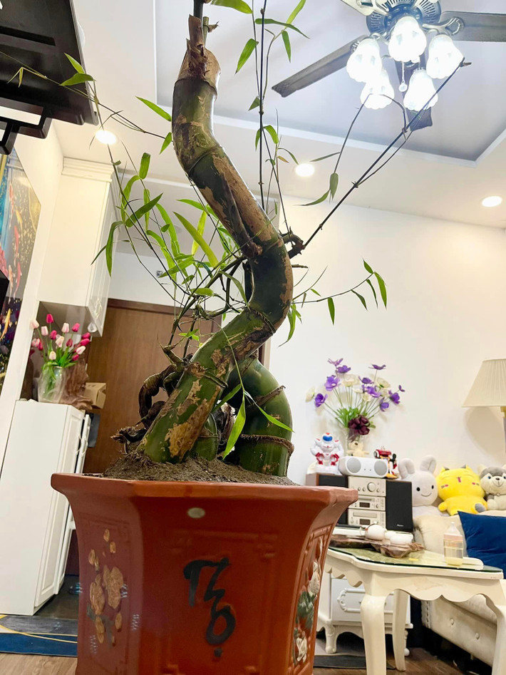 Trên nhiều hội nhóm mạng xã hội đã xuất hiện người rao bán tre bonsai chơi Tết. Ảnh: Facebook
