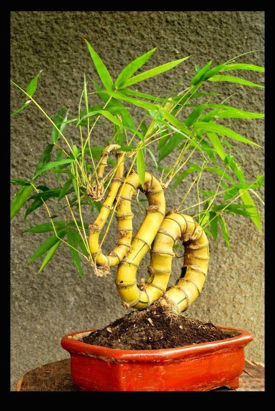 Bonsai tre dáng rồng bay độc nhất vô nhị. Ảnh: Facebook.
