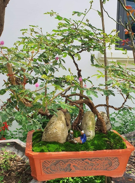 Sau khi được tạo dáng, loài hoa dại này có giá tới cả triệu đồng và được giới chơi cây cảnh săn đón. Ảnh: Người lao động