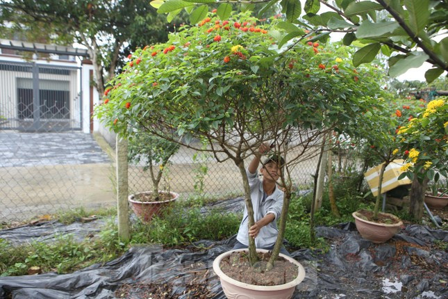 Hoa ngũ sắc có sức sống mãnh liệt, nhiều màu và bắt mắt. Ảnh: Tiền phong