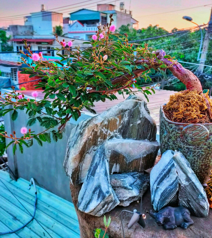 Tương tự, hoa trinh nữ cũng được đưa lên chậu, tạo dáng bonsai độc đáo. Ảnh: Vietnamnet
