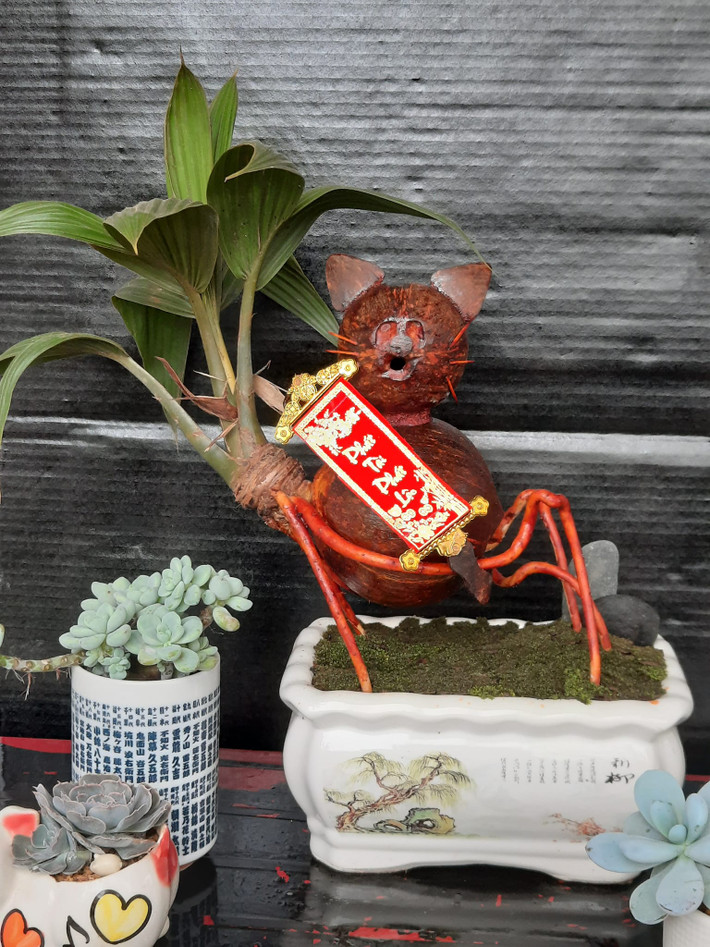 Trên thị trường, dừa bonsai mèo phát tài trang trí có giá khoảng 400.000 đồng.