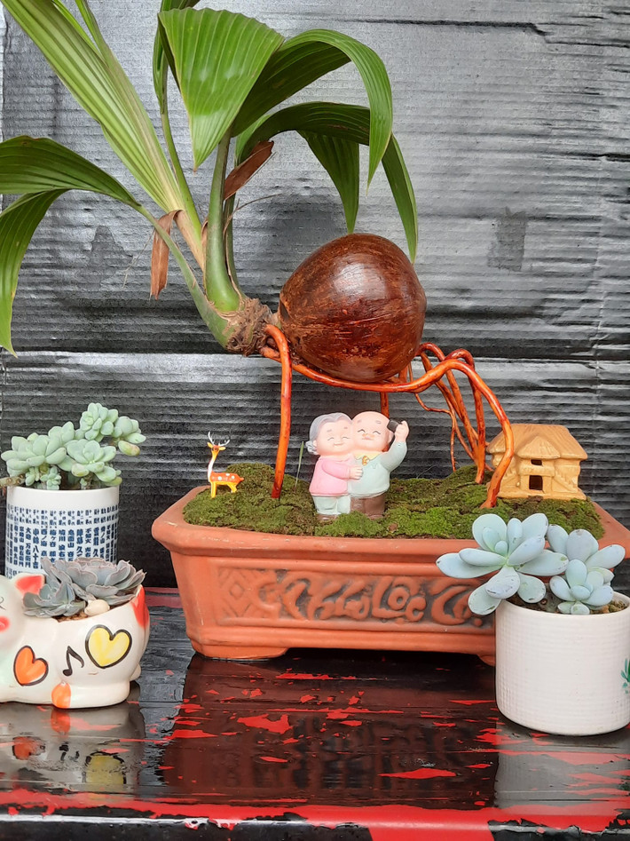 Hơn nữa, dừa bonsai vừa mang vẻ đẹp cổ kính vừa hiện đại, tạo không gian xanh cho ngôi nhà.