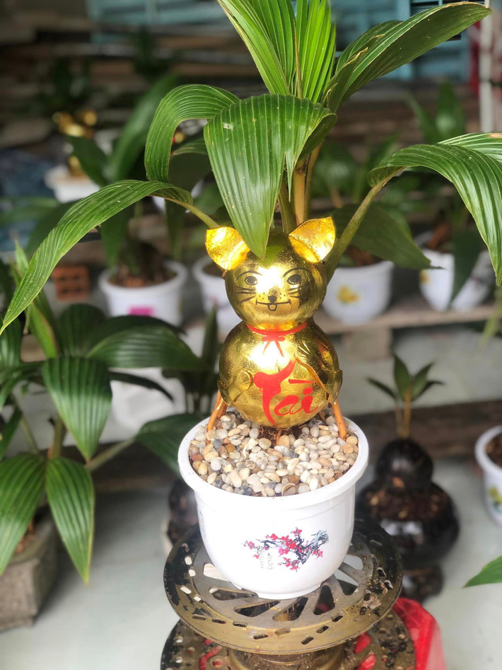 Những chậu dừa bonsai mèo nhỏ xinh có thể đặt trên bàn trong phòng khách hoặc cạnh cửa sổ.