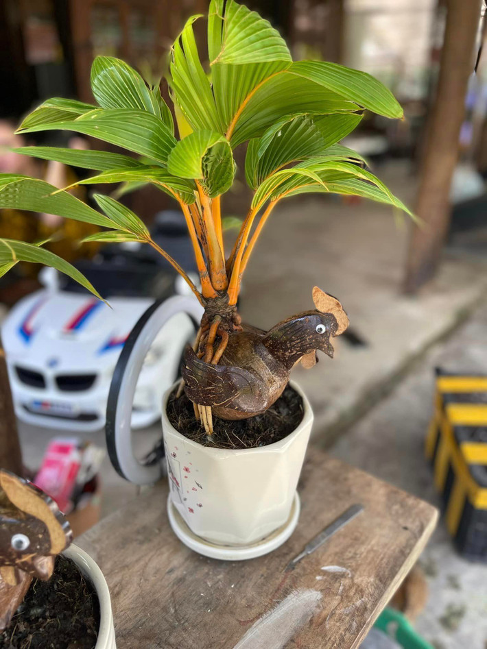 Ngoài ra, thị trường còn có dừa bonsai đủ loại hình thú chuần bị cho Tết 2023.