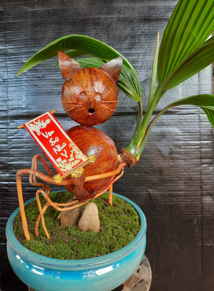 Dừa bonsai mèo phát tài chưa có chậu trang trí được rao bán với giá 350.000 đồng.
