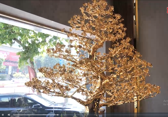 Cây mai mạ gần 121 chỉ vàng 24K, có giá bán 5,5 tỷ đồng và được xem là cây mai mạ vàng lớn nhất Việt Nam. Ảnh: Lao động