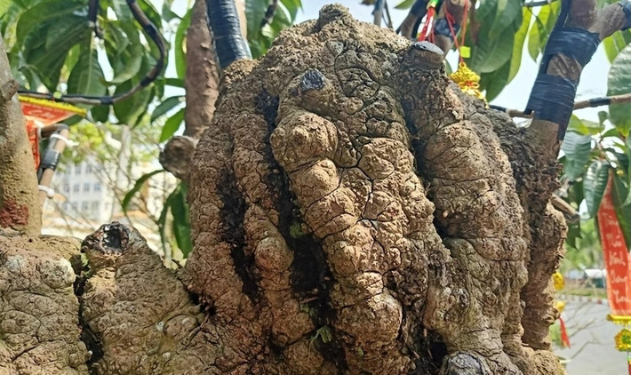 Thân cây xù xì, nổi u nần, mang dấu ấn thời gian. Ảnh: Dân trí