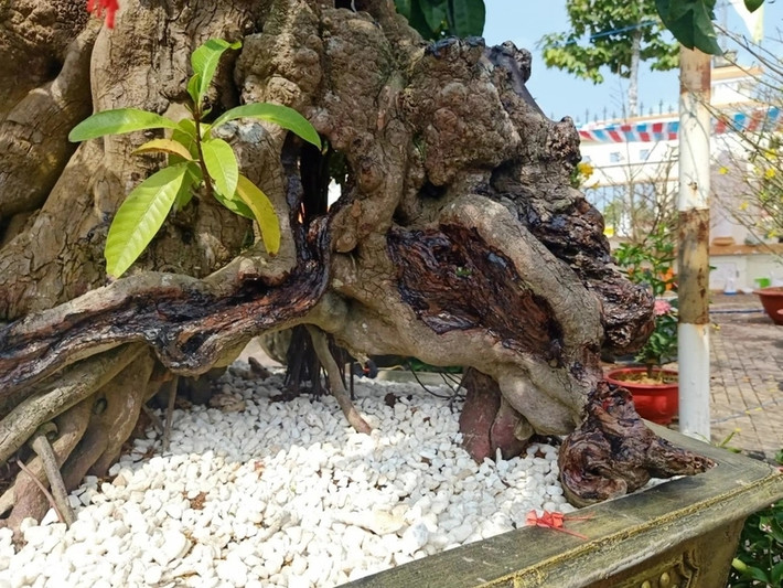 Thế đứng chân vạc giúp cây cực kỳ chắc chắn. Ảnh: Dân trí