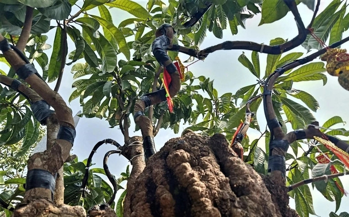 Phía trên là vài nhánh cây với những tán lá xanh. Ảnh: Dân trí