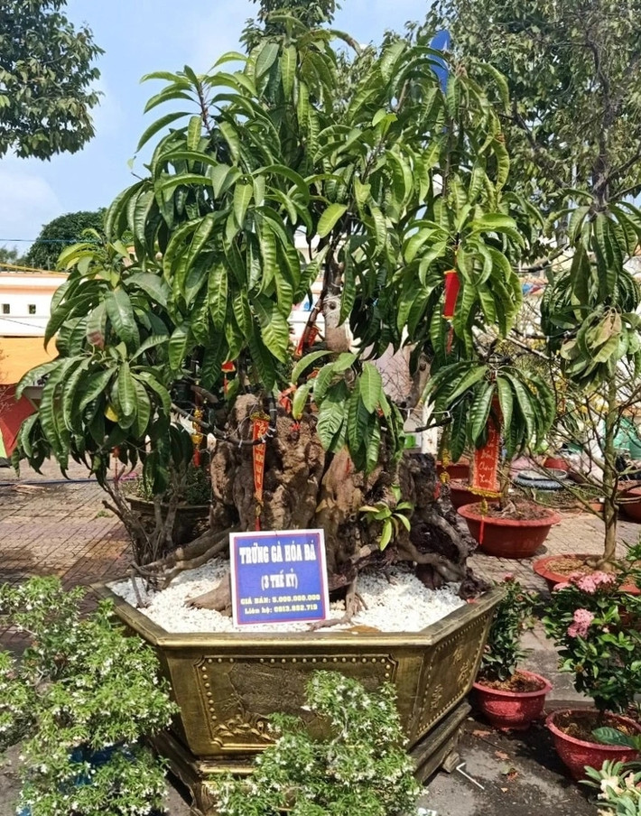 Cây cao khoảng 3 mét và rộng hơn 2 mét. Ảnh: Dân trí