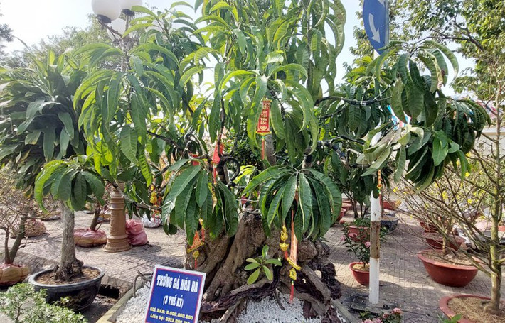 Trước đó, tại chợ hoa Tết đón Xuân Nhâm Dần 2022 ở Bạc Liêu xuất hiện một cây trứng gà được rao bán lên tới 5 tỷ đồng. Ảnh: Zing