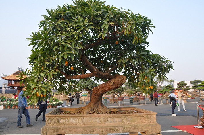 Xuất hiện tại Triển lãm sinh vật cảnh thủ đô 2022, nhiều người bị cuốn hút bởi một cây trứng gà bonsai với hàng chục quả vàng óng trên cành. Ảnh: Người đưa tin