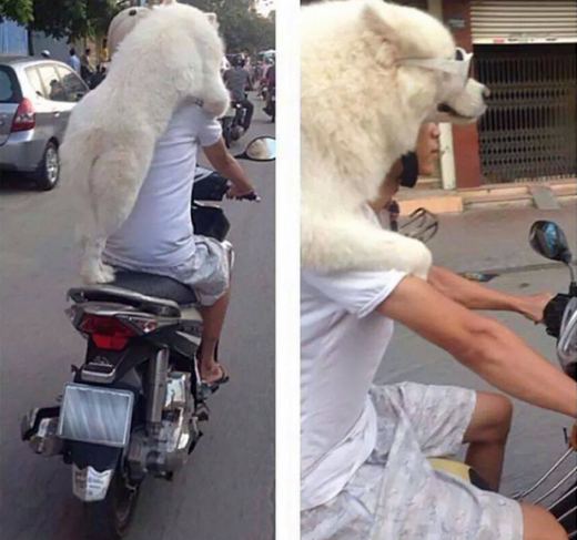 Ông chủ ơi, mình đi đâu thế?