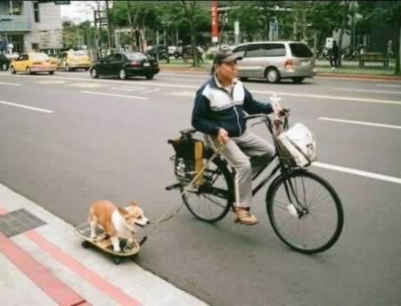 Thú cưng lướt ván trên đường phố.