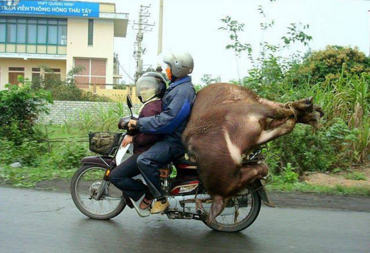 Em một bên và trâu một bên.