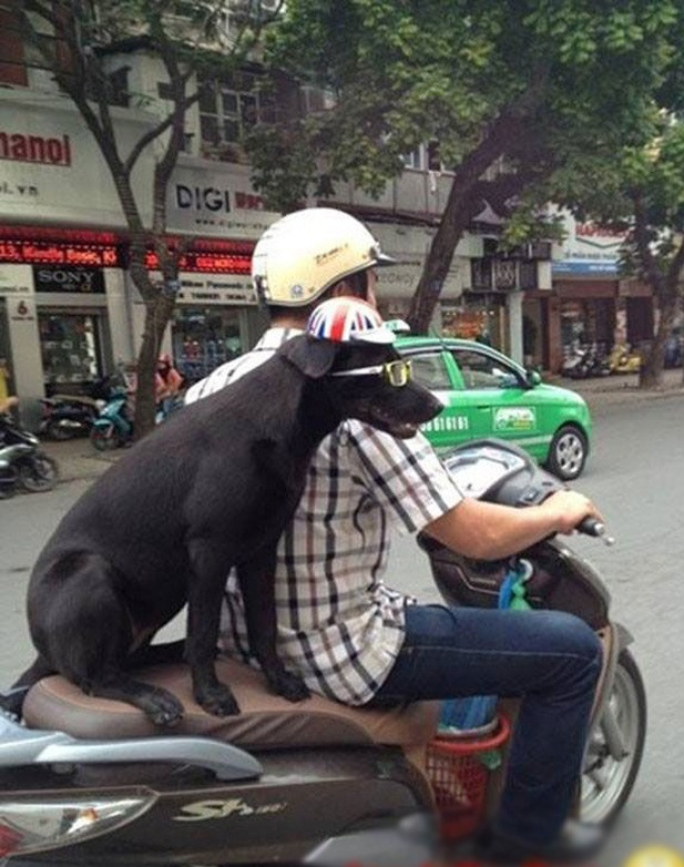Hình ảnh không hiếm trên đường phố Việt.