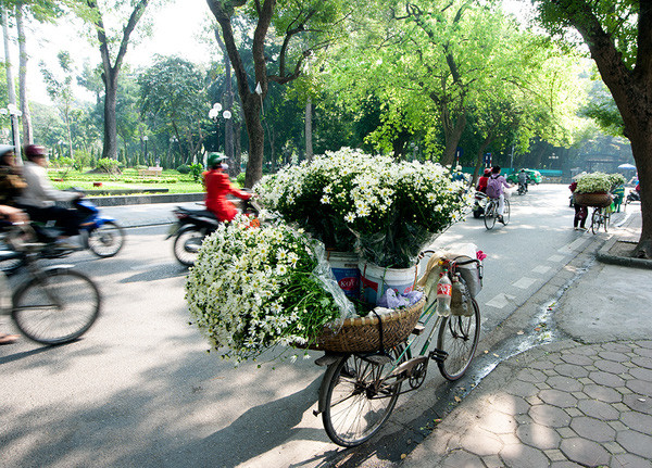 Khi những bông cúc họa mi nhỏ bé, trắng tinh khôi xuống phố, cũng là lúc đông đang dần đến.