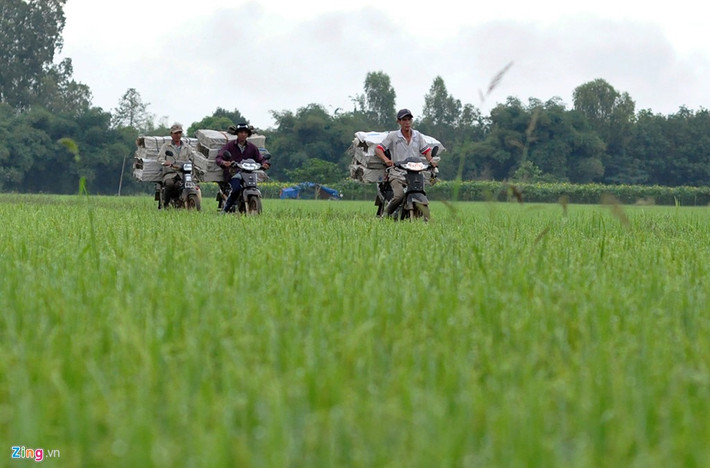 Nghề săn chuột đồng ở xã Phú Thanh (huyện Tân Phú, Đồng Nai) hình thành từ năm 1997 và phát triển cho đến ngày nay. Thợ săn kỳ cựu Lương Hoàng Minh (45 tuổi) cho biết, thoạt đầu đây chỉ là trừ chuột để bảo vệ mùa màng nhưng lâu dần trở thành nghề không thể bỏ. "Suốt 20 năm qua, ngày nào chúng tôi cũng rong ruổi khắp những cánh đồng lúa ở các huyện trong tỉnh hoặc xa hơn như Lâm Đồng, Bình Thuận, Bình Phước để bắt chuột", ông nói.