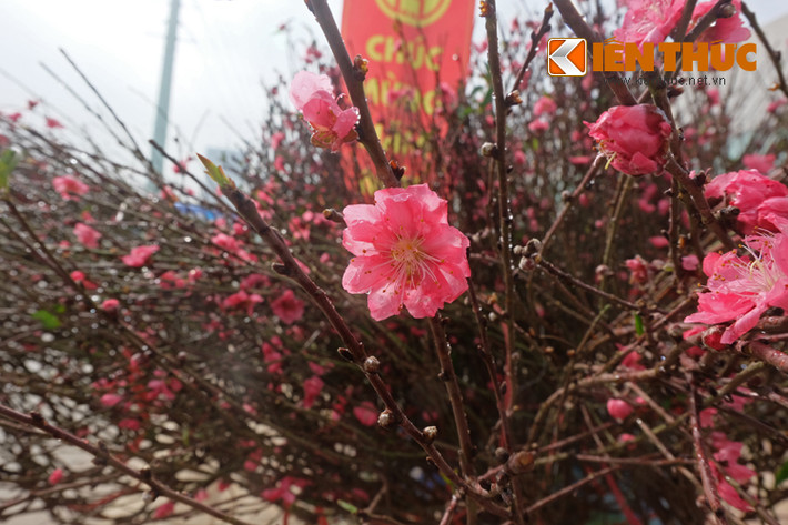 Những cánh hoa còn ướt sương đêm.