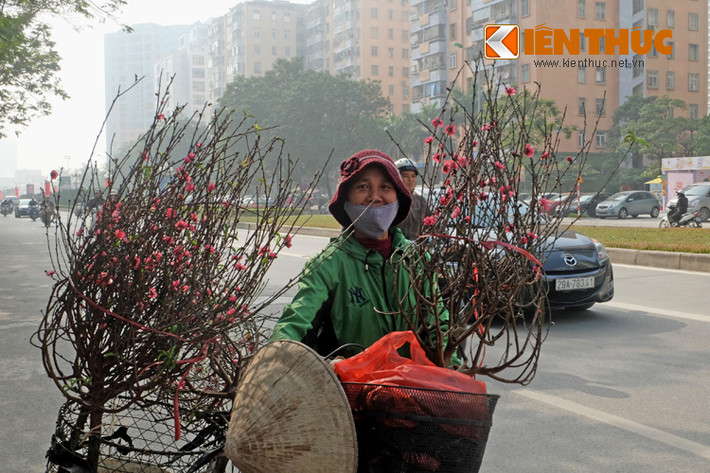 Tết Đinh Dậu 2017 đang về qua những cánh hoa đào đỏ thắm, xua tan chút ảm đạm của ngày đông mưa rét.