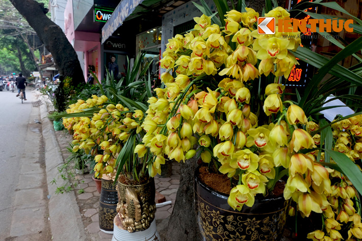 Đủ các loại hoa lan, cúc, hồng, đào... đều bung nở rực rỡ.